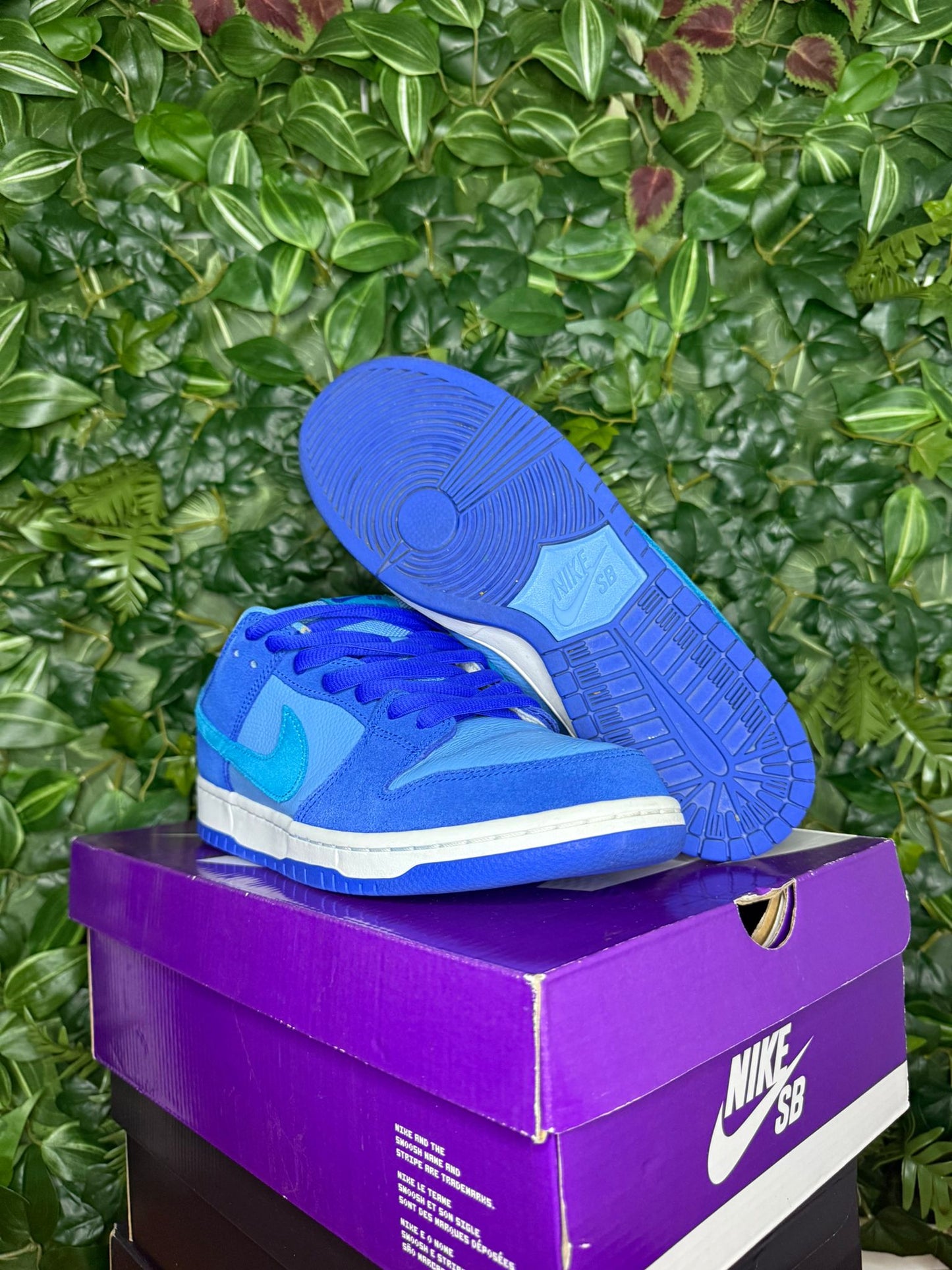 Dunk Low SB Raspberry Blue