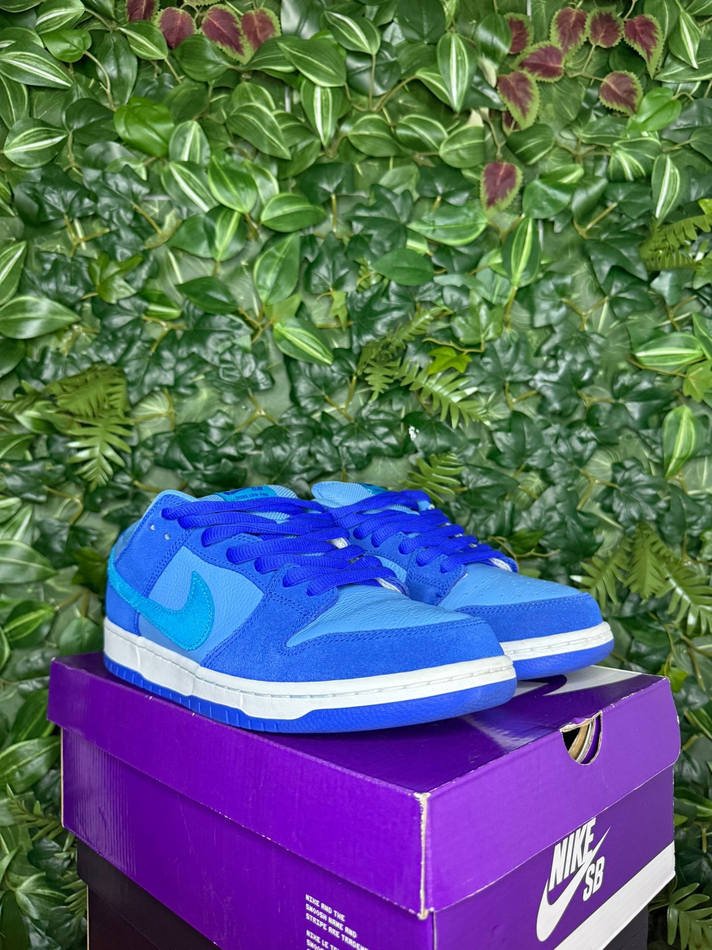 Dunk Low SB Raspberry Blue